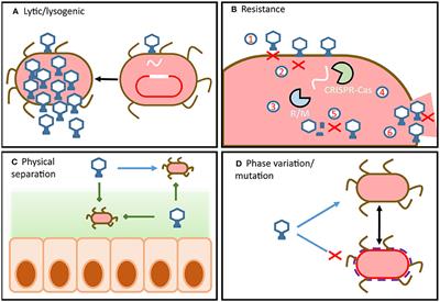 Gut Bacteriophage: Current Understanding and Challenges